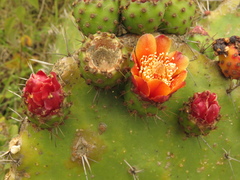 Opuntia