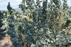 Atriplex acanthocarpa