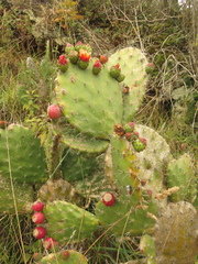 Opuntia