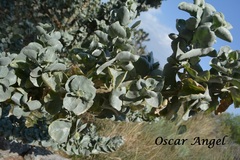 Atriplex acanthocarpa