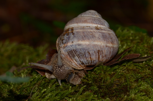 Helix straminea Briganti, 1825