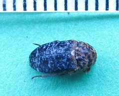 Dermestes talpinus
