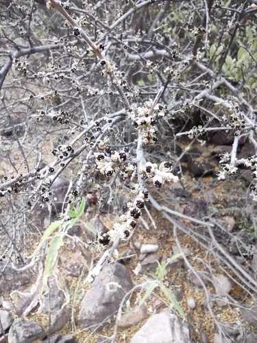 Desert olive (Forestiera shrevei)