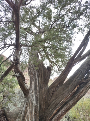 Image of Juniperus arizonica by (c) Andrew Meeds, some rights reserved (CC BY)