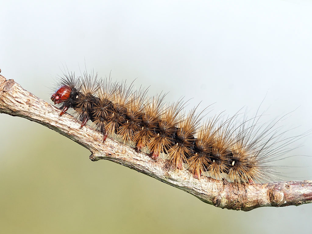 Arctia villica