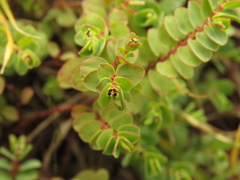 Euphorbia orbiculata