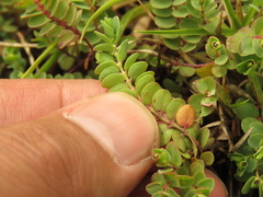 Euphorbia orbiculata