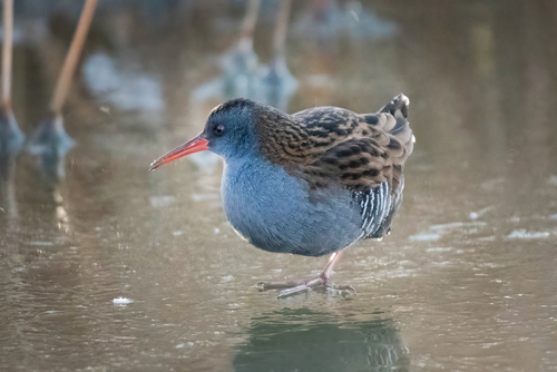 Rascón europeo (Rallus aquaticus)