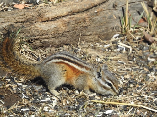 Colorado Chipmunk