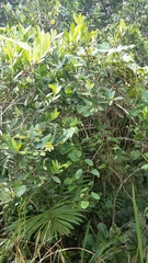 Guatteria blainii