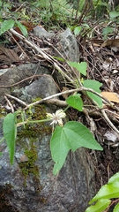 Passiflora sexflora