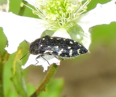 Acmaeodera ornata