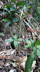 Eltroplectris calcarata