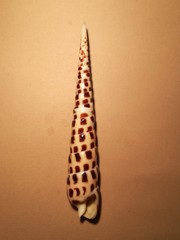 Terebra subulata