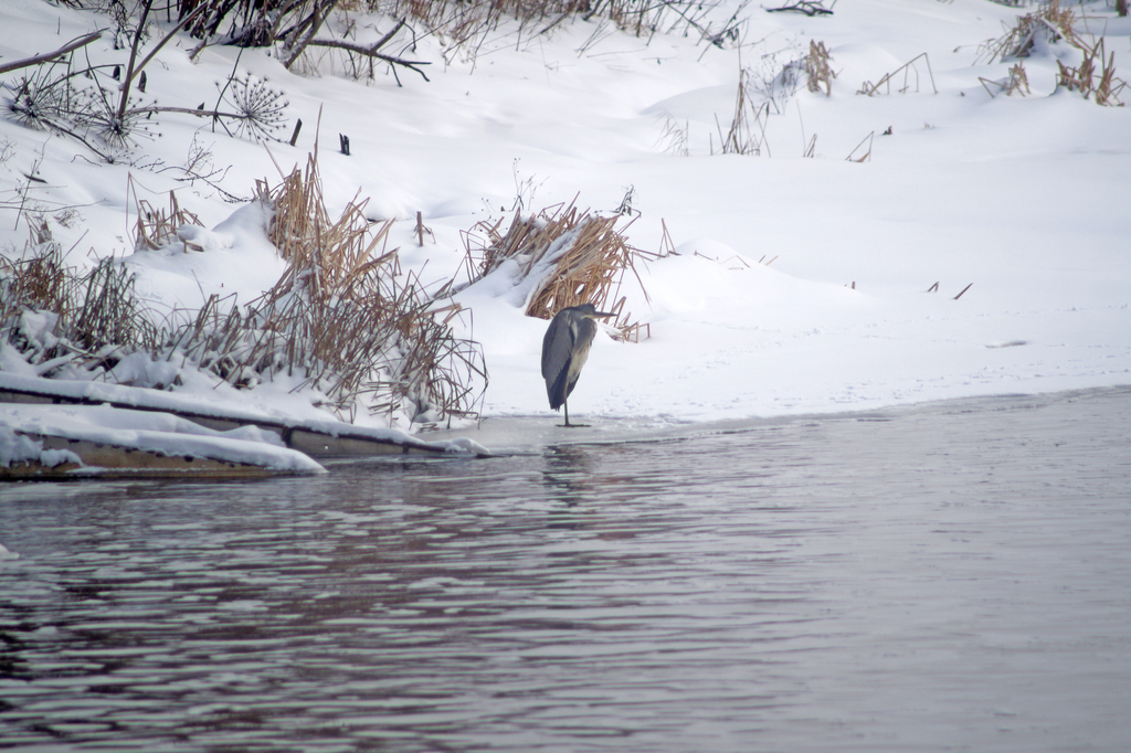 Grey Heron From On January 21   Large 