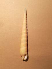 Terebra straminea