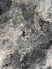 Liometopum occidentale