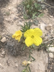 Oenothera hartwegii