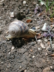 Helix albescens
