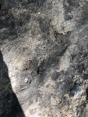 Liometopum occidentale