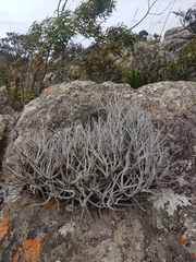Tillandsia grao-mogolensis