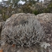 Tillandsia grao-mogolensis - Photo (c) Luciano Lima, some rights reserved (CC BY-NC), uploaded by Luciano Lima