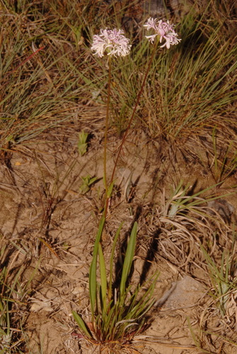 Image of Marshallia mohrii by (c) Brian Finzel, some rights reserved (CC BY-SA)