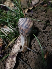 Helix albescens