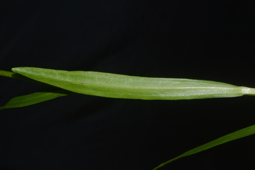 Image of Marshallia mohrii by (c) Brian Finzel, some rights reserved (CC BY-SA)