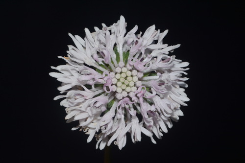 Image of Marshallia mohrii by (c) Brian Finzel, some rights reserved (CC BY-SA)