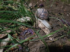 Helix albescens