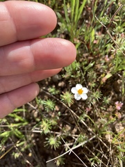 Leptosiphon parviflorus