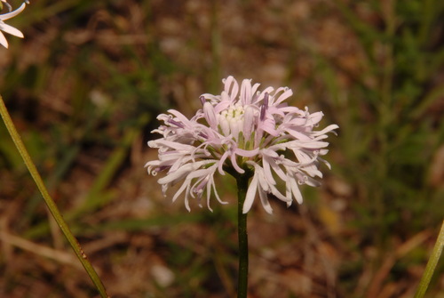 Image of Marshallia mohrii by (c) Brian Finzel, some rights reserved (CC BY-SA)