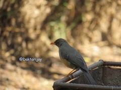 Turdus abyssinicus