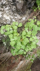 (c) Ben Jobson, some rights reserved (CC BY) Pericallis lanata, photograph (c) Ben Jobson, some rights reserved (CC BY)
