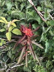 Euphorbia griffithii