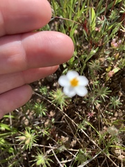 Leptosiphon parviflorus