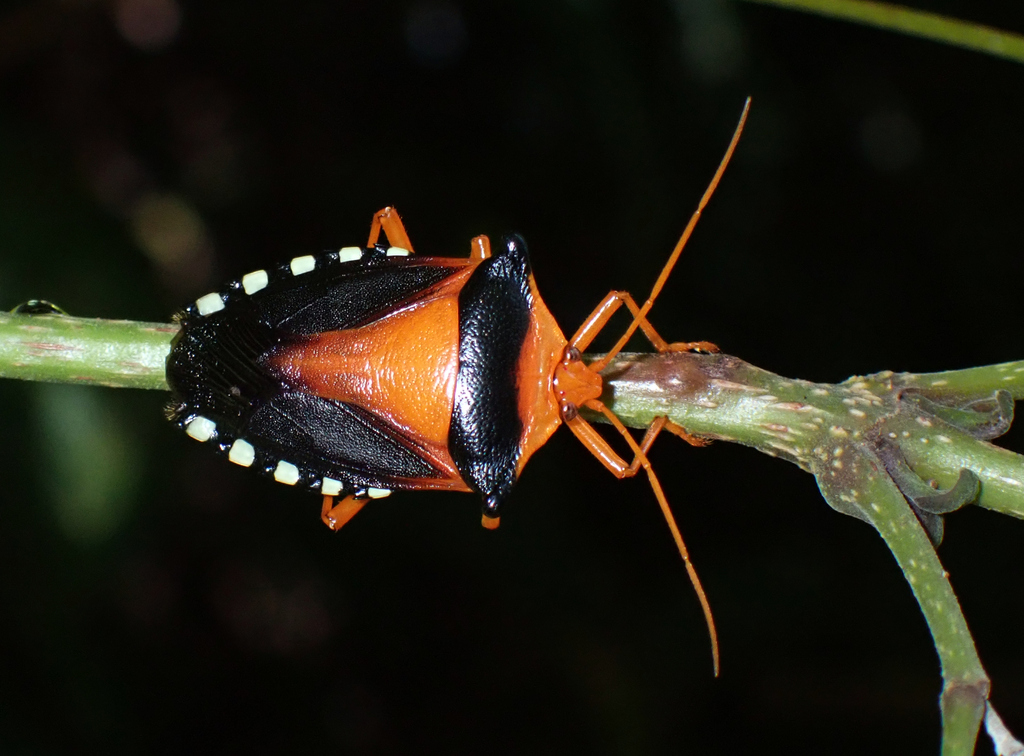 Edessa miniata