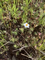 Leptosiphon parviflorus