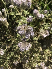Phacelia hubbyi