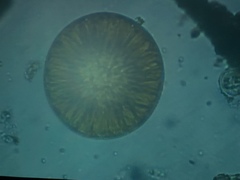 Coscinodiscophycidae