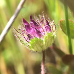 Trifolium barbigerum