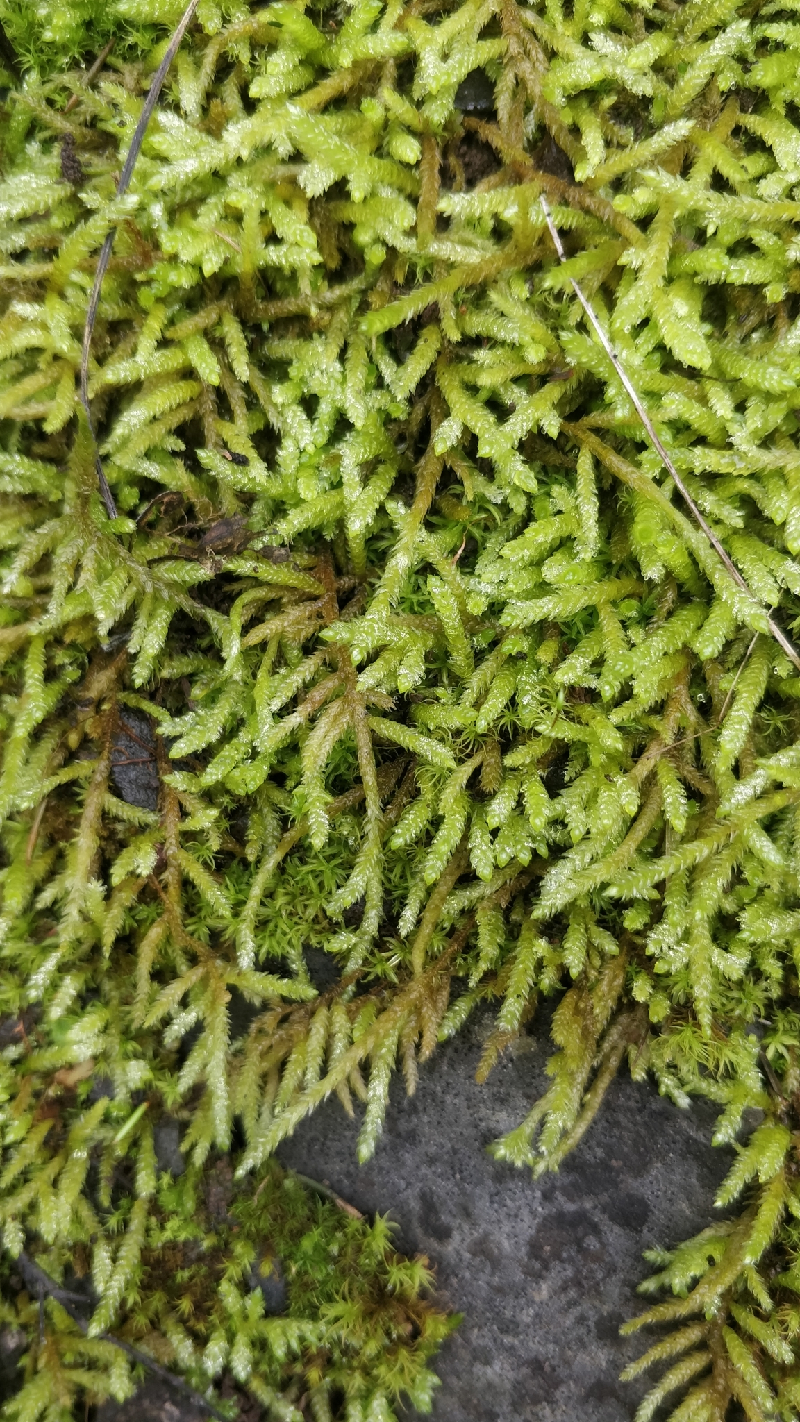 Pseudoscleropodium purum