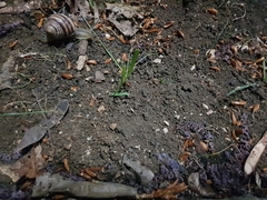 Helix albescens