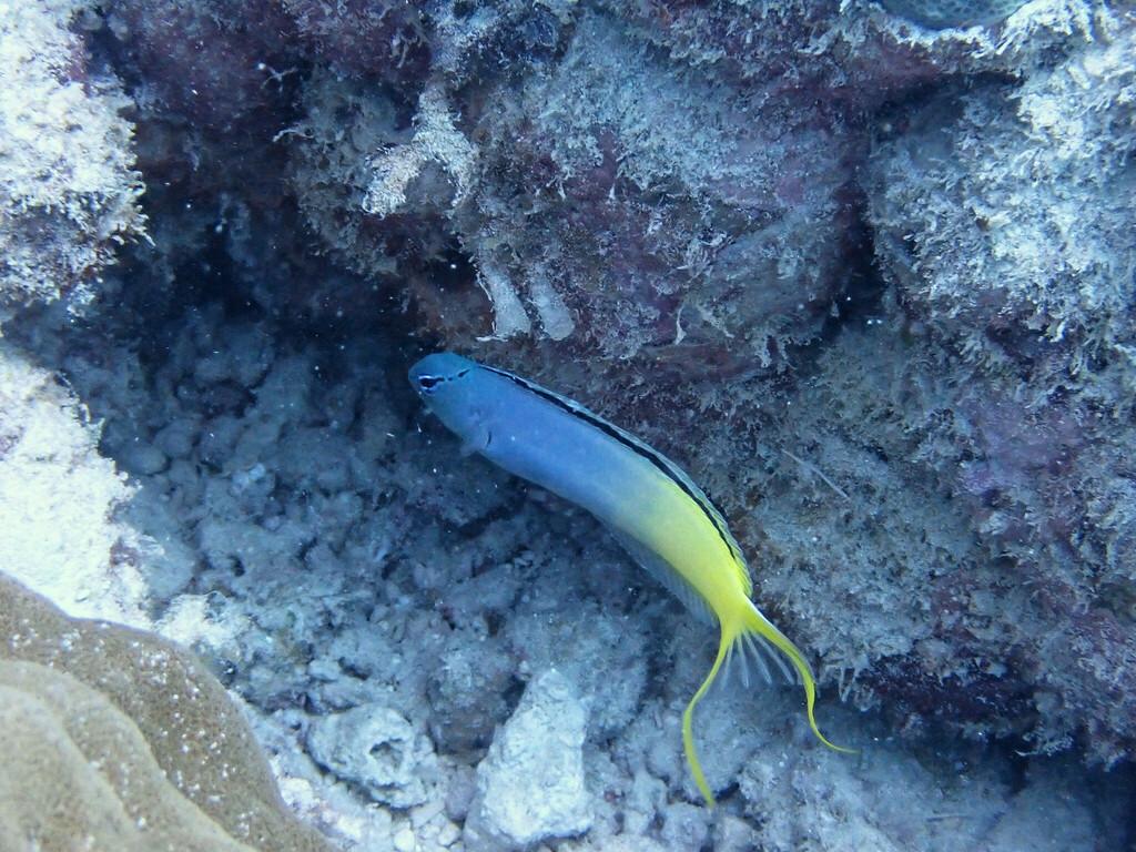Eyelash Fangblenny