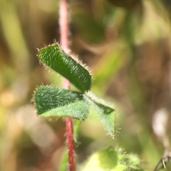 Trifolium barbigerum