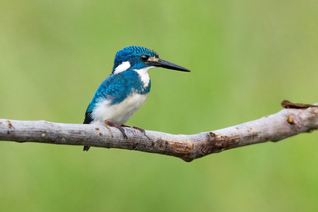 Small Blue Kingfisher (Alcedo coerulescens) photo