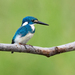 Small Blue Kingfisher - Photo (c) JJ Harrison, some rights reserved (CC BY-SA)