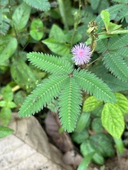 Mimosa pudica image