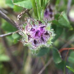 Trifolium barbigerum